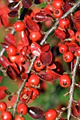 COTONEASTER HORIZONTALIS