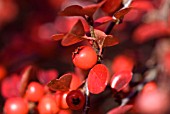 COTONEASTER HORIZONTALIS