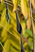 WISTERIA FLORIBUNDA SEED CAPSULES