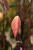 CORNUS ALBA SIBIRICA RUBY