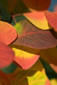 COTINUS COGGYGRIA