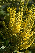 MAHONIA X MEDIA ARTHUR MENZIES