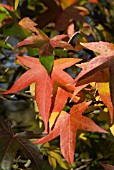 LIQUIDAMBER STYRACIFLUA