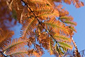 METASEQUOIA GLYPTOSTROBOIDES