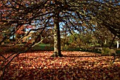 LIQUIDAMBER STYRACIFLUA