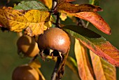 MESPILUS GERMANICA