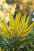 MAHONIA LOMARIIFOLIA