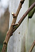 PRUNING RAMBLING ROSE