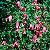 CLEMATIS TEXENSIS,  ETOILE ROSE