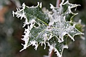 ILEX AQUIFOLIUM IN FROST