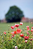 PAPAVER RHOEAS,  WILD POPPY IN FIELD