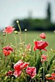 PAPAVER RHOEAS,  WILD POPPIES IN FIELD,  JUNE