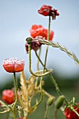 PAPAVER RHOEAS,  WILD POPPIES IN FIELD,  JUNE