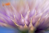 CLOSE UP OF CLEMATIS WITH COBWEB