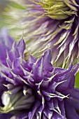 CLOSE UP OF CLEMATIS FLOWERS