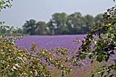 CRATAEGUS MONOGYNA,  HAWTHORN,  VIEW TO FIELD OF PURPLE PHACELIA TANACETIFOLIA,  LACY PHACELIA,  JUNE