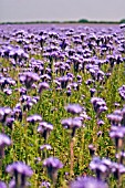 FIELD OF PHACELIA TANACETIFOLIA,  LACY PHACELIA,  JUNE