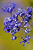 CLOSE UP OF CEANOTHUS FLOWER,  JUNE