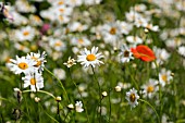 ANTHEMIS ARVENSIS,  CORN CHAMOMILE WITH POPPY,  JUNE