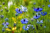 NIGELLA DAMASCENA MISS JEKYLL,  LOVE IN A MIST,  JUNE