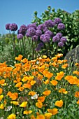 ESCHSCHOLZIA CALIFORNICA,  CALIFORNIAN POPPY AND ALLIUMS