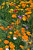 ESCHSCHOLZIA CALIFORNICA,  CALIFORNIAN POPPY