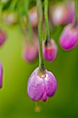 ALLIUM CERNUUM,  WILD ONION,  JUNE