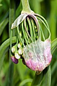 ALLIUM CERNUUM,  WILD ONION,  JUNE