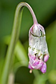 ALLIUM CERNUUM,  WILD ONION,  JUNE