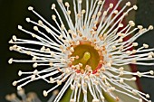 CLOSE UP OF EUCALYPTUS FLOWER