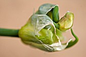 ALLIUM HEAD OPENING,  MAY