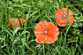 PAPAVER RHOEAS IN LONG GRASS