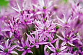 ALLIUM GIGANTEUM