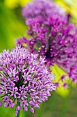 ALLIUM GIGANTEUM FLOWER HEADS