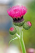 CIRSIUM RIVULARE ATROPURPUREUM FLOWERS,  MAY