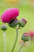 CIRSIUM RIVULARE ATROPURPUREUM