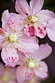 CLEMATIS MONTANA TETRAROSE WITH DISEASE