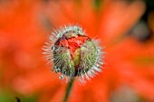 PAPAVER FIREBALL