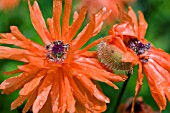 PAPAVER FIREBALL