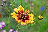 WILDFLOWERS IN OCTOBER