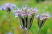 PHACELIA TANACETIFOLIA,  LACY PHACELIA