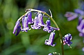 HYACINTHOIDES NON SCRIPTA,  ENGLISH BLUEBELL WITH COBWEBS,  MAY