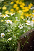 LEUCANTHEMUM VULGARE