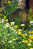 CHURCHYARD GARDEN WITH WILDFLOWERS,  LEUCANTHEMUM VULGARE