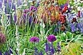 STACHYS AND ALLIUM GIGANTEUM,  MIXED PURPLE AND SILVER BORDER WITH RED ADMIRAL BUTTERFLY