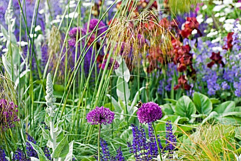 STACHYS_AND_ALLIUM_GIGANTEUM__MIXED_PURPLE_AND_SILVER_BORDER_WITH_RED_ADMIRAL_BUTTERFLY