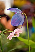 NOMOCHARIS PARDANTHINA AND MECONOPSIS GRANDIS