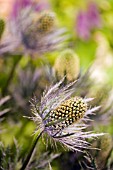 ERYNGIUM X OLIVERIANUM,  JUNE