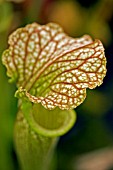 SARRACENIA OREOPHILA X LEUCOPHYLLA,  PITCHER PLANT