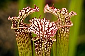 SARRACENIA OREOPHILA X LEUCOPHYLLA